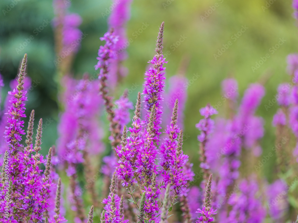 Summer Flowering Purple Loosestrife, Lythrum tomentosum on a green blured background. Summer Flowering Purple Loosestrife, Lythrum tomentosum on a green blured background.