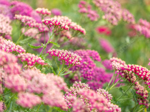 Close up of colourful pink achillea flowers 