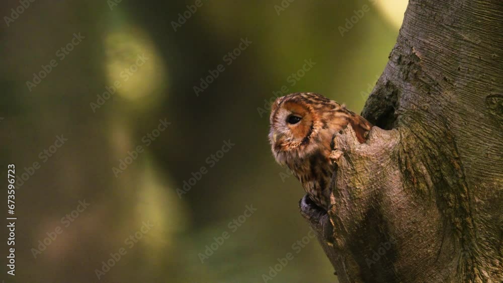 Close static up shot of a small tawny owl emerging from the hollow of a tree the looking around in beautiful golden light Close static up shot of a small tawny owl emerging from the hollow of a tree the looking around in beautiful golden light