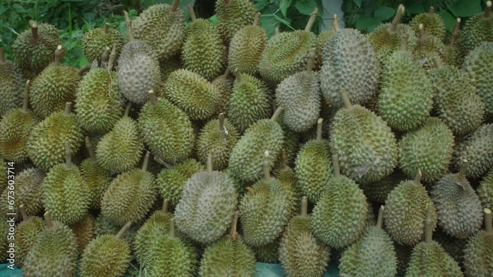 Massive harvest of durian fruits on a plantation, farm, Thailand, 4k