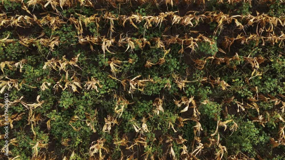 Ripe cultivated corn field full of weed, top view aerial shot Ripe cultivated corn field full of weed, top view aerial shot