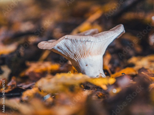 mushroom in autumn
