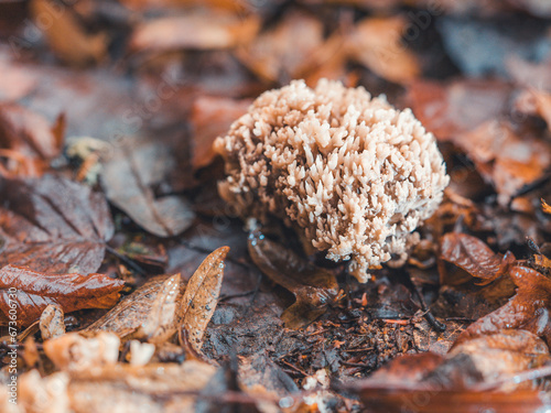 mushrooms on the ground