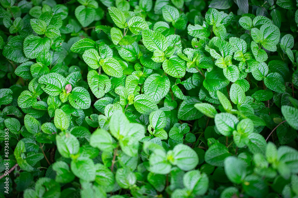 green leaves background