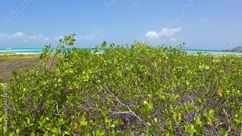 Green shrubbery on Paradise dream tropical beach,, tilt up sea Los Roques Venezuela photo