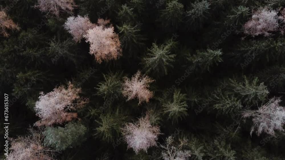 Dark forest woodlands trees, moody top down aerial, on cloudy day in fall, white spooky orange tree tops Dark forest woodlands trees, moody top down aerial, on cloudy day in fall, white spooky orange tree tops