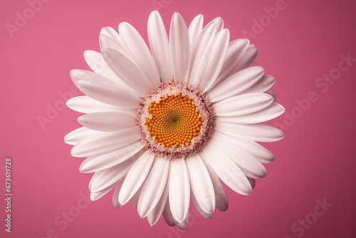 White daisy flower on a pink background