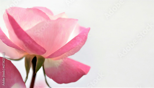Soft Pink Rose Petal on Pure White Text-Friendly