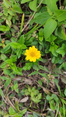 Stunning and Delicate Yellow Flowers Amidst Lush Green Meadows