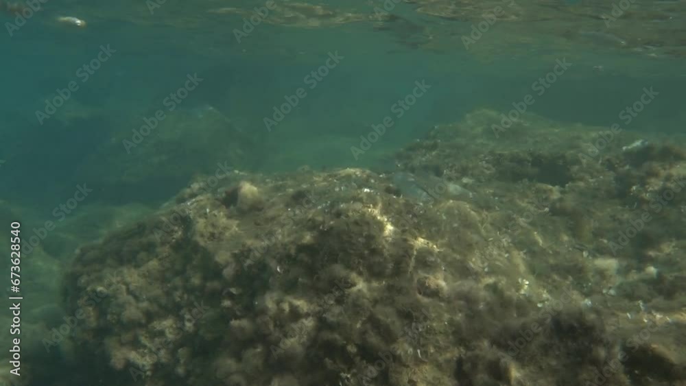 A shoal of small fish in shallow water near the shore. Mediterranean Sea. Sicily. Italy A shoal of small fish in shallow water near the shore. Mediterranean Sea. Sicily. Italy