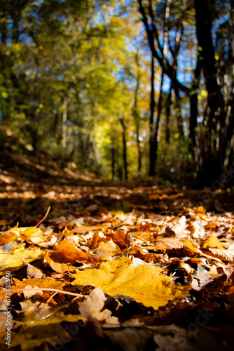 Fallen leaves