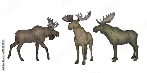 Animals  moose. Color image. Vector drawing.
