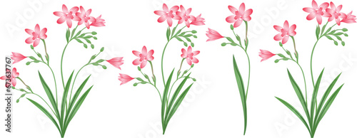 Anomatheca cruenta, Freesia, lili, orchid flowers and leaves, nature botanical decorative collection. Vector illustration isolated collection green leaf set.