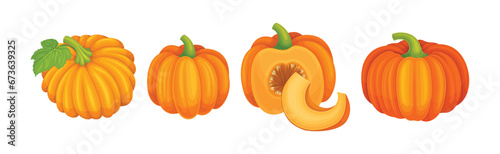Ripe Orange Pumpkin or Mature Winter Squash Vector Set