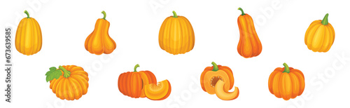 Ripe Orange Pumpkin or Mature Winter Squash Vector Set