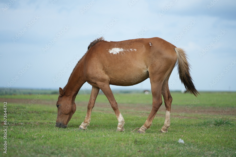 A brown horse is eating grass in the field A brown horse is eating grass in the field