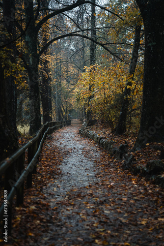 Moody blue hour atmosphere in the forest during a rainy autumnal day at Lake Cei, in the Northern Italy