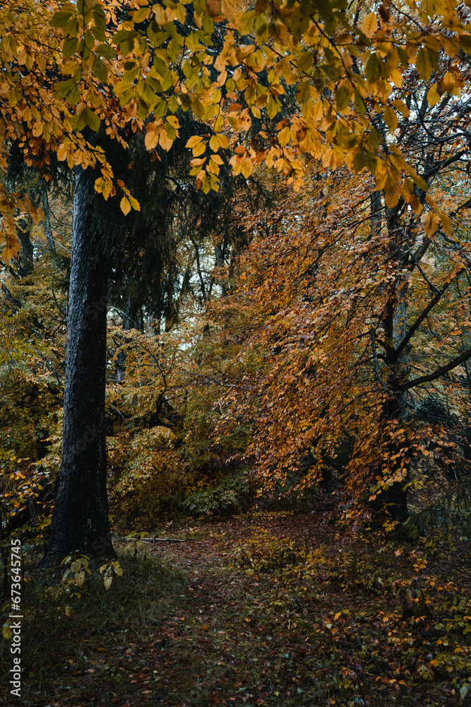 Obraz premium Moody blue hour atmosphere in the forest during a rainy autumnal day at Lake Cei, in the Northern Italy
