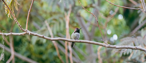 Hummingbird with colorful feathers perched on tree 