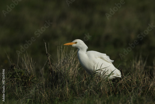 A rare Cattle Egret, Bubulcus ibis, feeding in a meadow with grazing Cows. © Sandra Standbridge