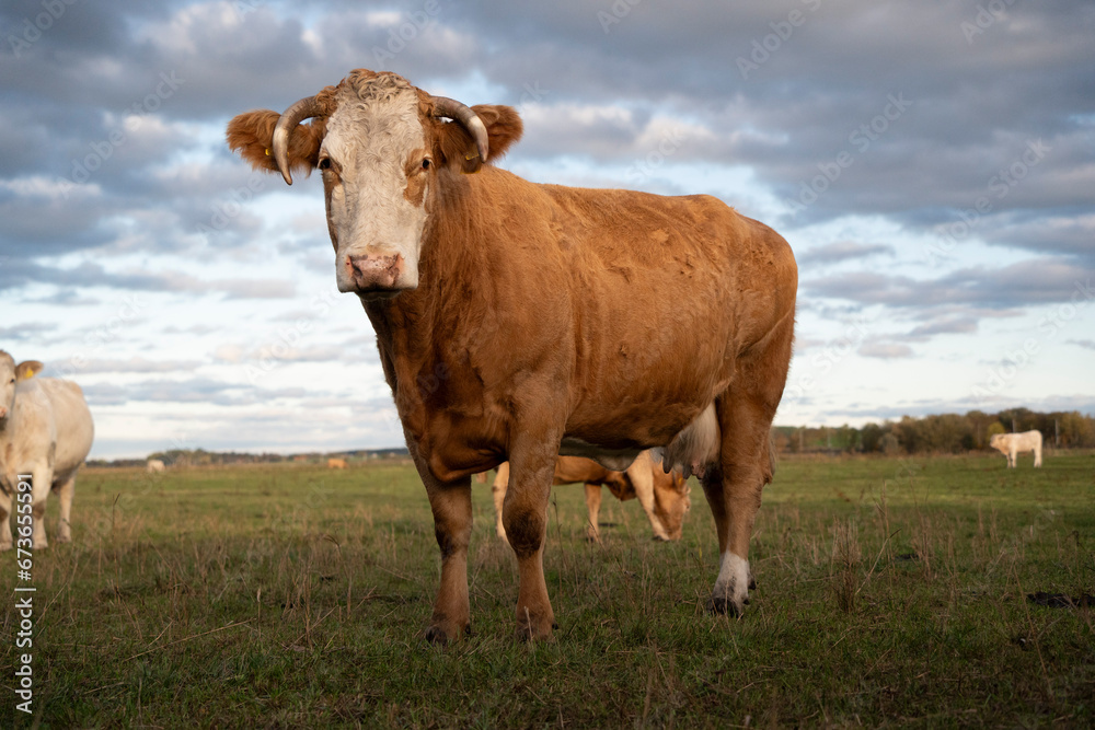 Beautiful cute brown cow and green grass pasture, farmland, outdoor, sunny cloudy Beautiful cute brown cow and green grass pasture, farmland, outdoor, sunny cloudy