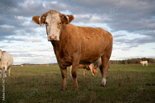 Beautiful cute brown cow and green grass pasture, farmland, outdoor, sunny cloudy