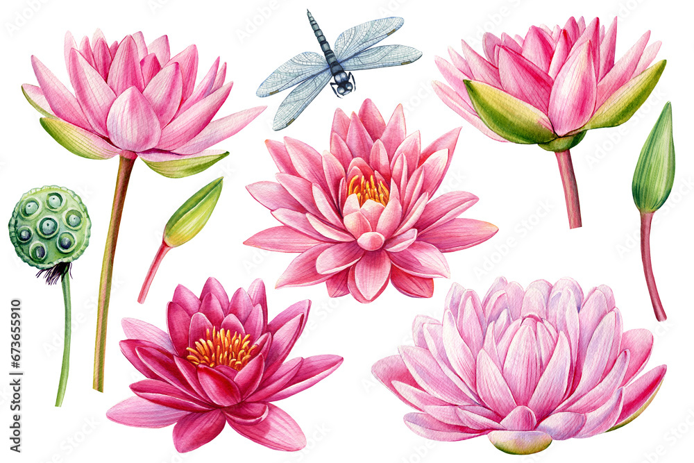 Obraz premium Lotus Pink flowers, seed, bud and dragonfly, flora isolated white background, watercolor illustration, water lilies set