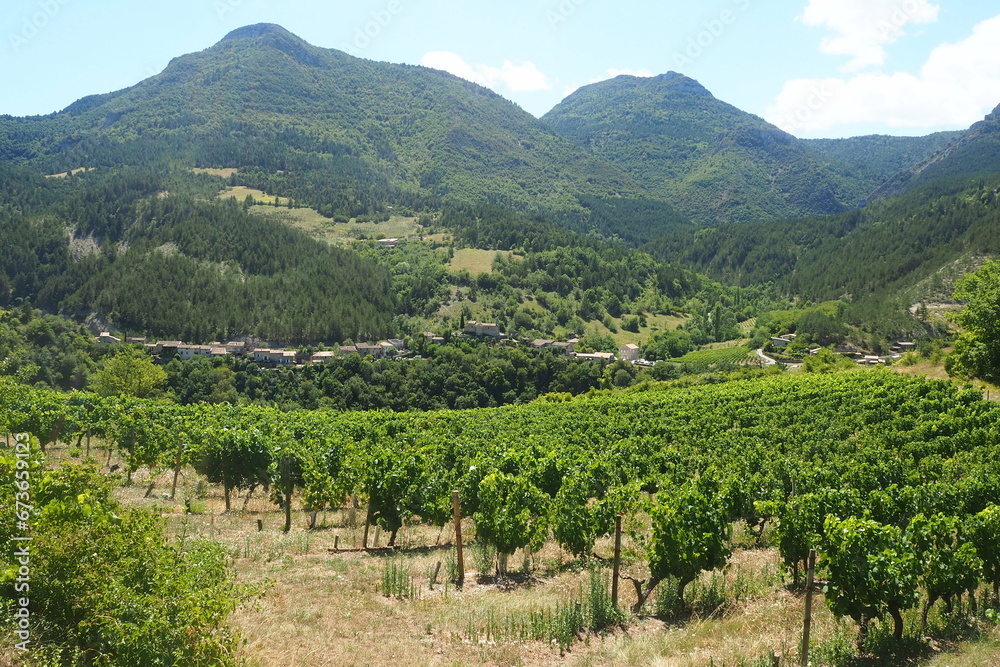 夏のワイン畑と里山 in フランス