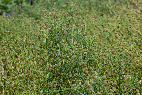 プランタゴ・サイリウム Plantago psyllium 別名：エダウチオオバコ、特定保健用食品 photo