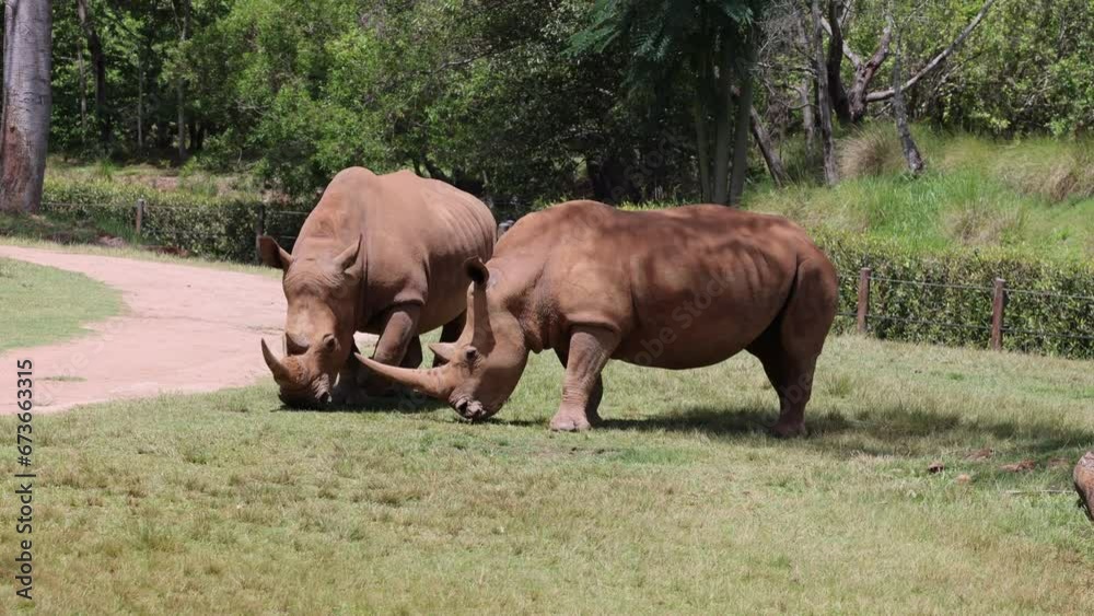 Two rhinos peacefully eating grass on the ground. Two rhinos peacefully eating grass on the ground.