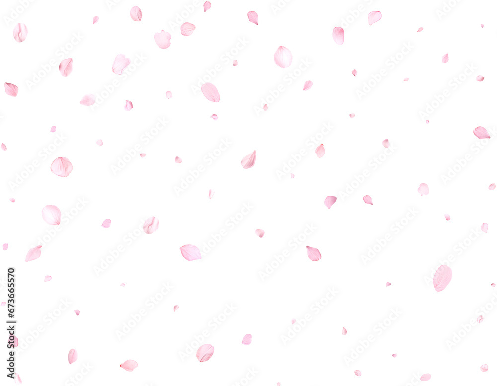 Pink cherry petals.