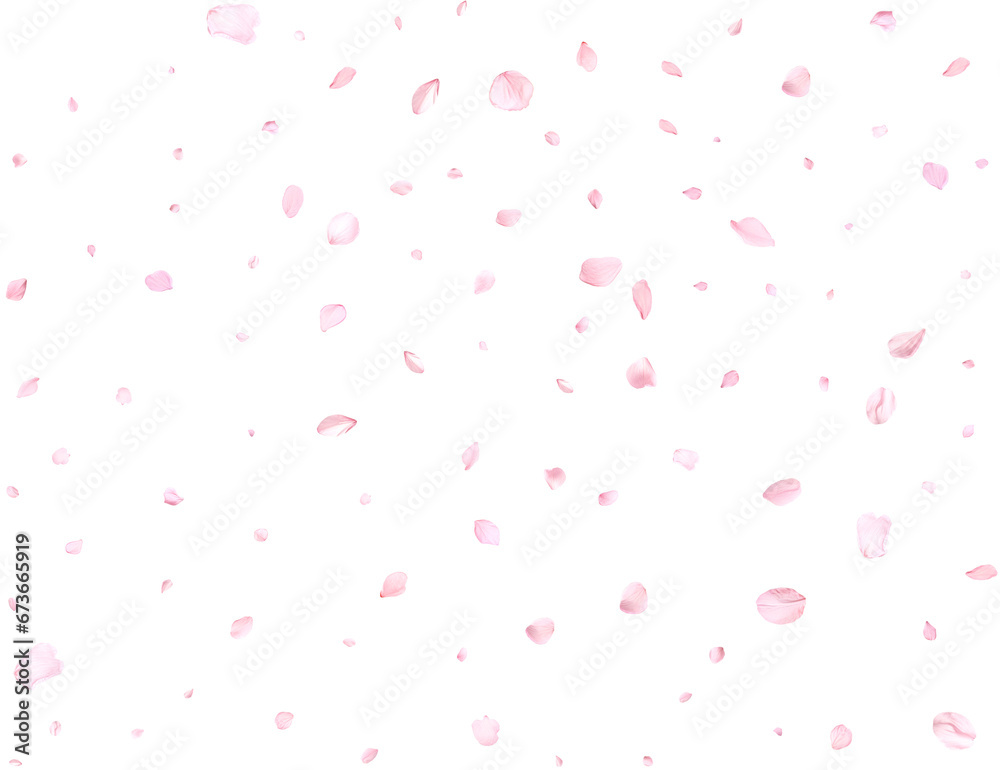 Pink cherry petals.