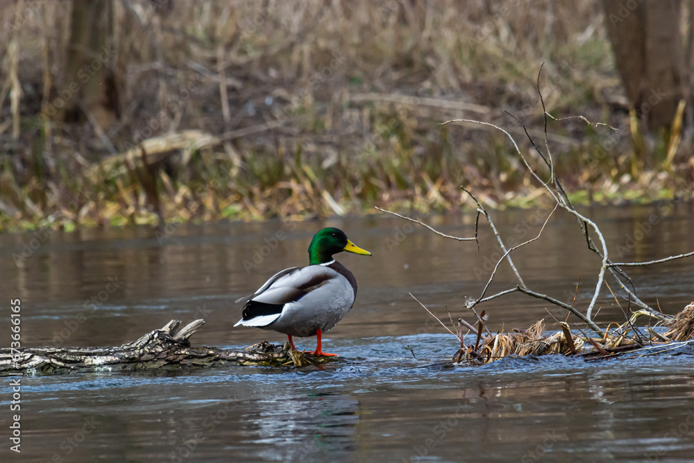 Mallard duck swimming on a pond picture with reflection in water. One mallard duck quacking on a lake Mallard duck swimming on a pond picture with reflection in water. One mallard duck quacking on a lake