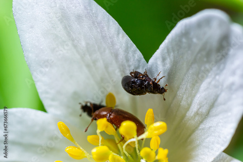 Sap beetle, Epuraea aestiva on flower, extreme close-up with high magnification. Spring nature background photo