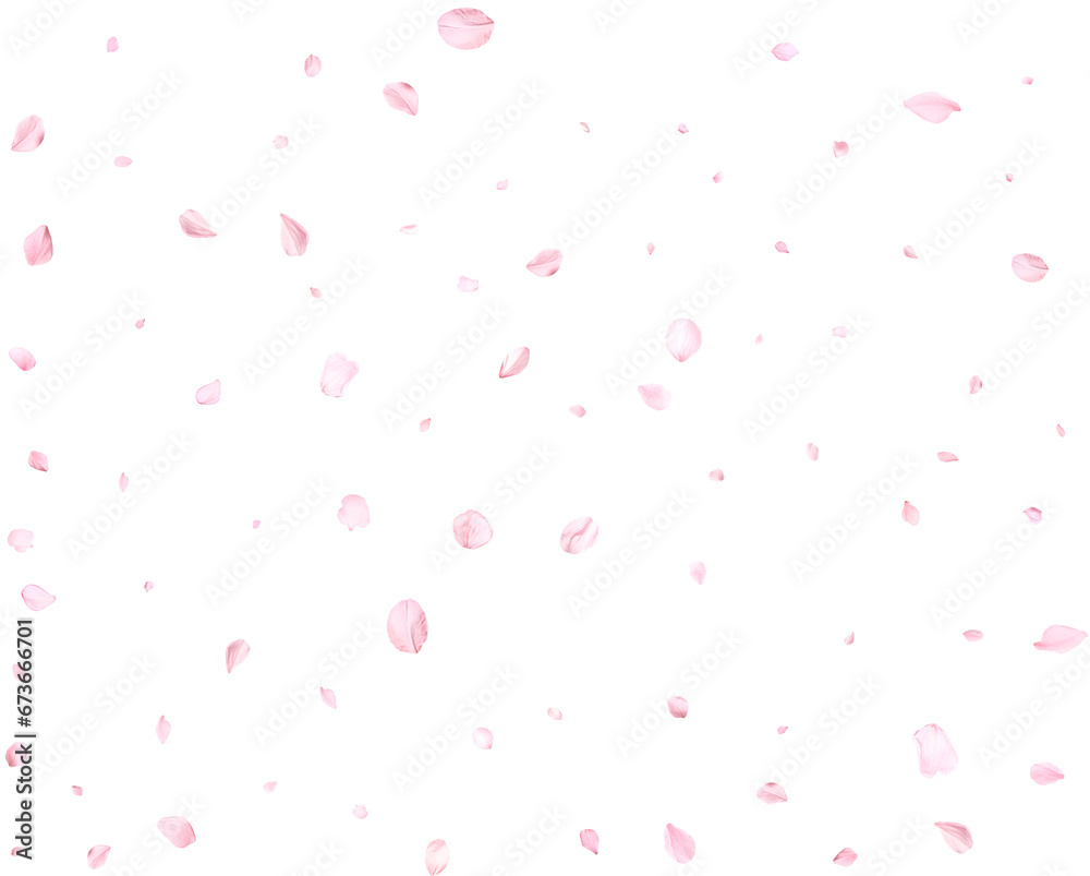 Beautiful sakura petals.