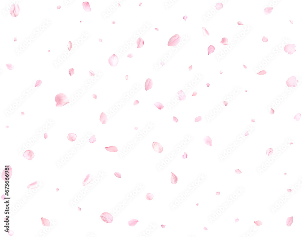 Beautiful sakura petals. Beautiful sakura petals.