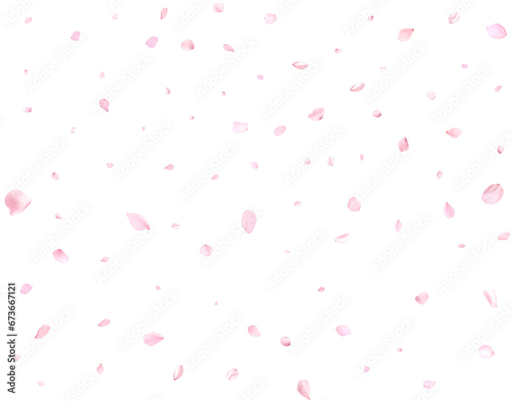 Beautiful sakura petals. Beautiful sakura petals.