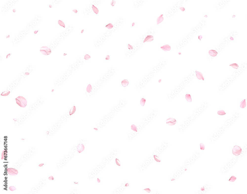 Beautiful sakura petals. Beautiful sakura petals.