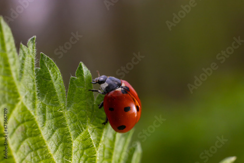 Closeup on the colorful seven-spot ladybird, Coccinella septempunctata on a green leaf in the garden © Oleh Marchak