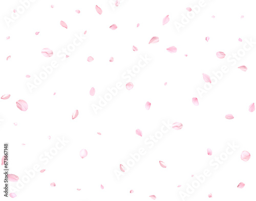 Beautiful sakura petals.