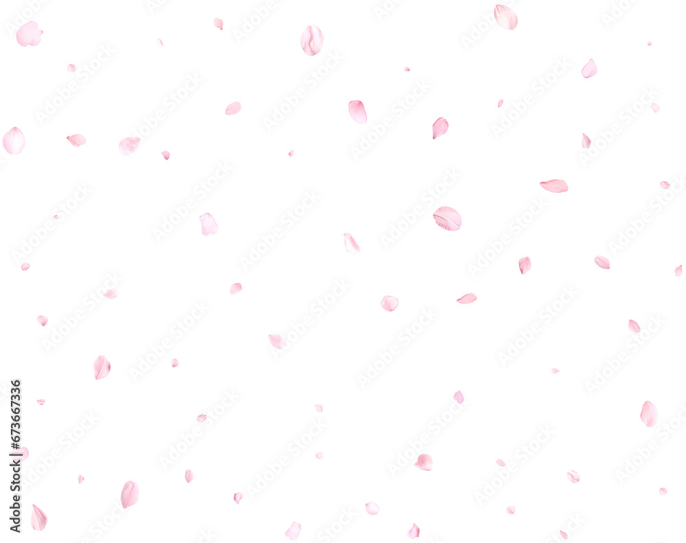 Beautiful sakura petals. Beautiful sakura petals.