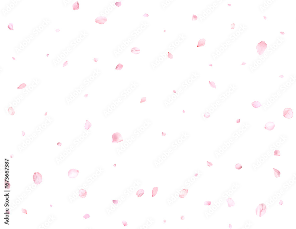 Beautiful sakura petals.