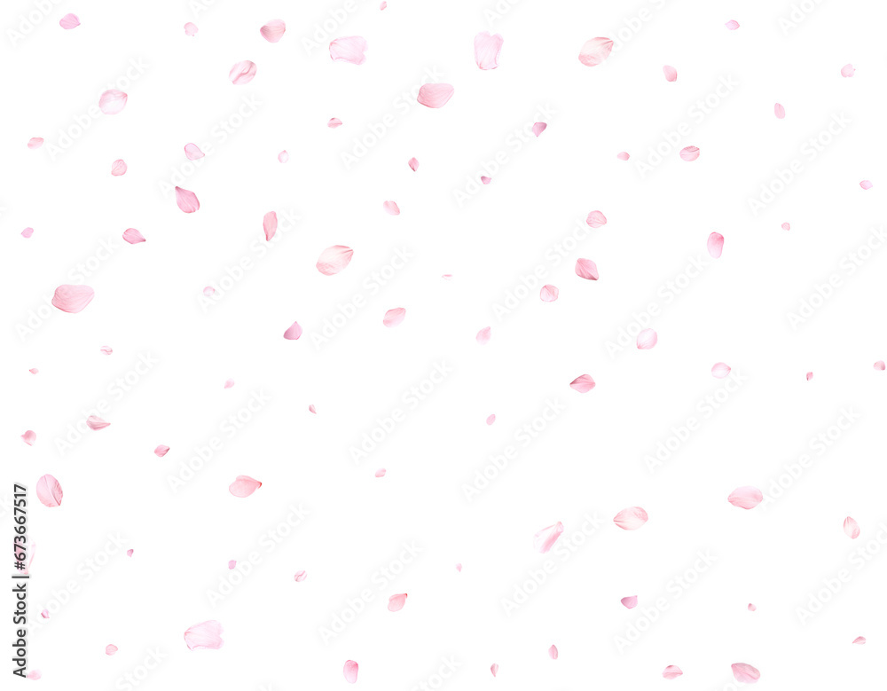 Beautiful sakura petals. Beautiful sakura petals.