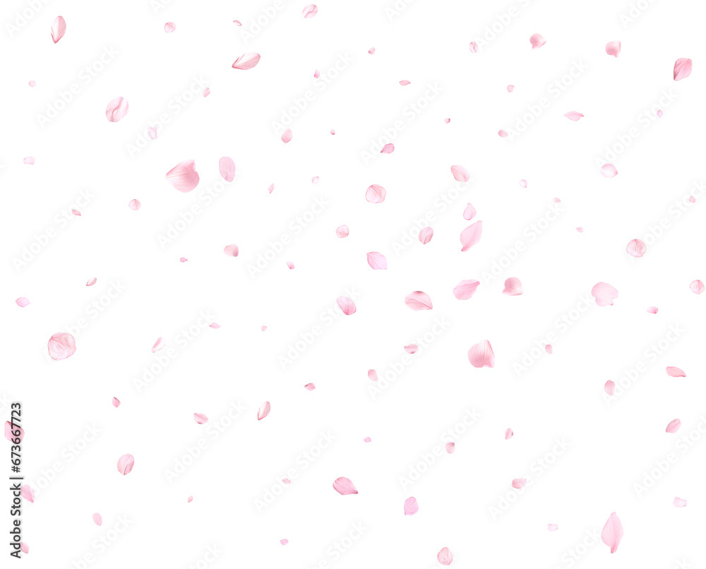 Beautiful cherry petals. Beautiful cherry petals.