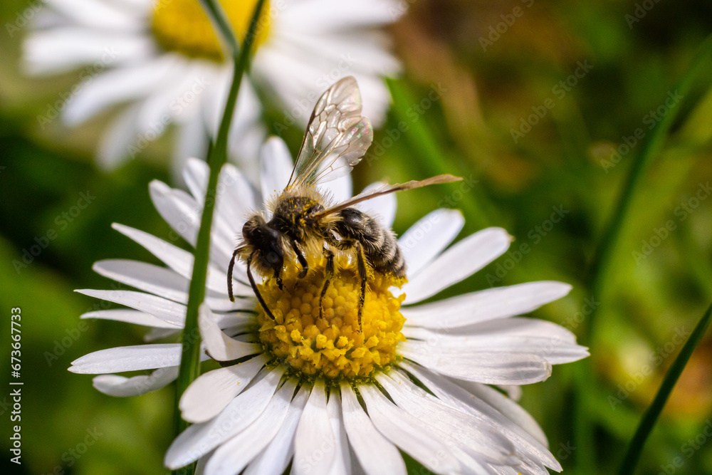 A bee collects pollen near a flower. A bee flies over a flower in a blur background A bee collects pollen near a flower. A bee flies over a flower in a blur background