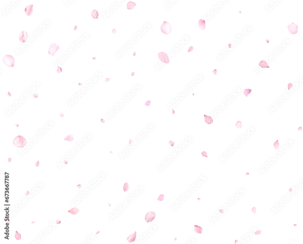 Beautiful cherry petals. Beautiful cherry petals.