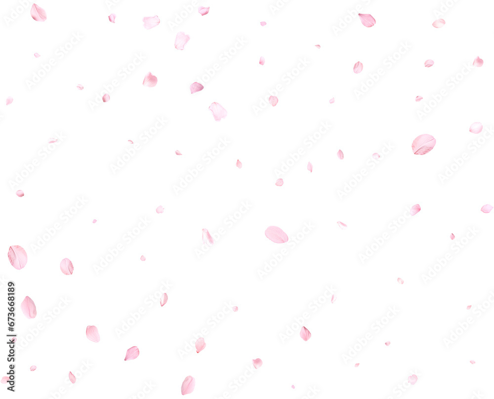 Beautiful cherry petals. Beautiful cherry petals.