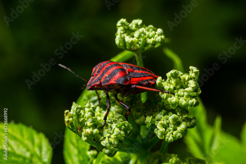 graphosoma lineatum bug with fly on plant background photo