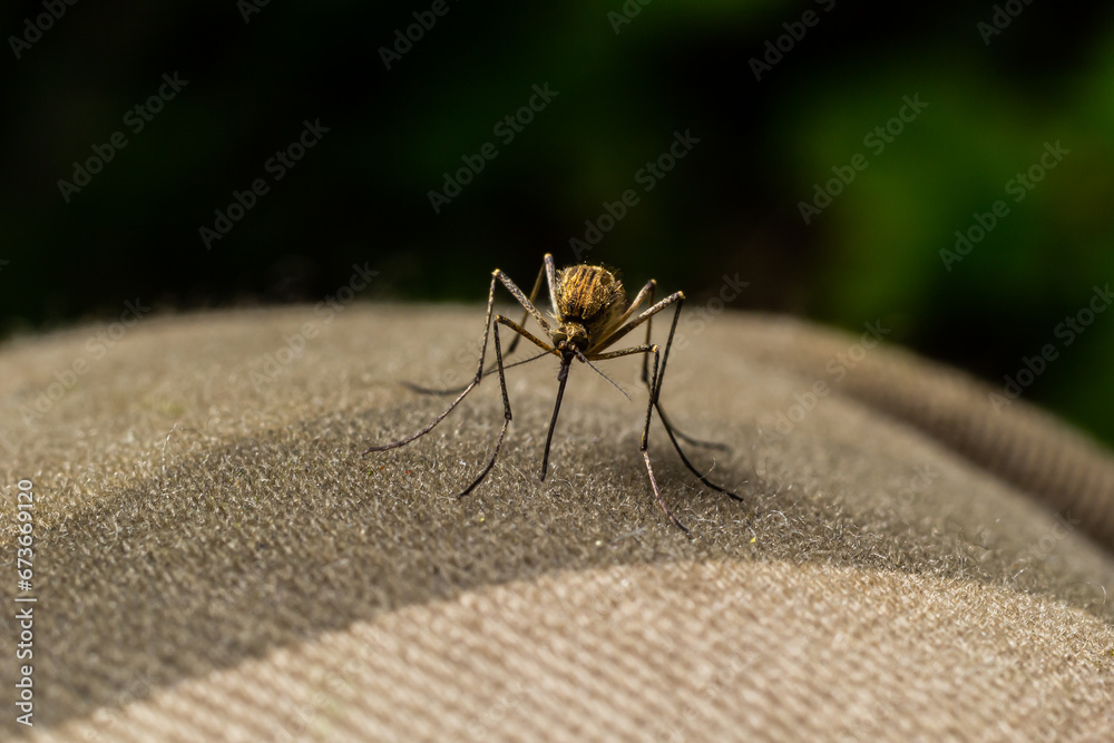 macro of Mosquito Suck in blood,Mosquito using mouth drill through clothes,mosquitoes are carrier of human and animal diseases,selecttive focus macro of Mosquito Suck in blood,Mosquito using mouth drill through clothes,mosquitoes are carrier of human and animal diseases,selecttive focus