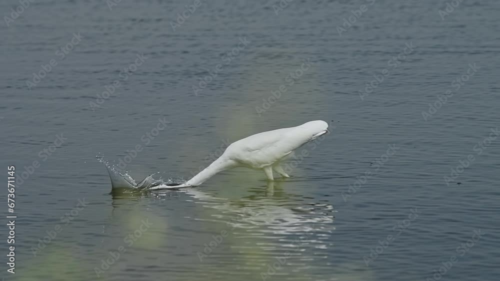 Great White Egret or heron catching and eating small fish in the lake water Great White Egret or heron catching and eating small fish in the lake water